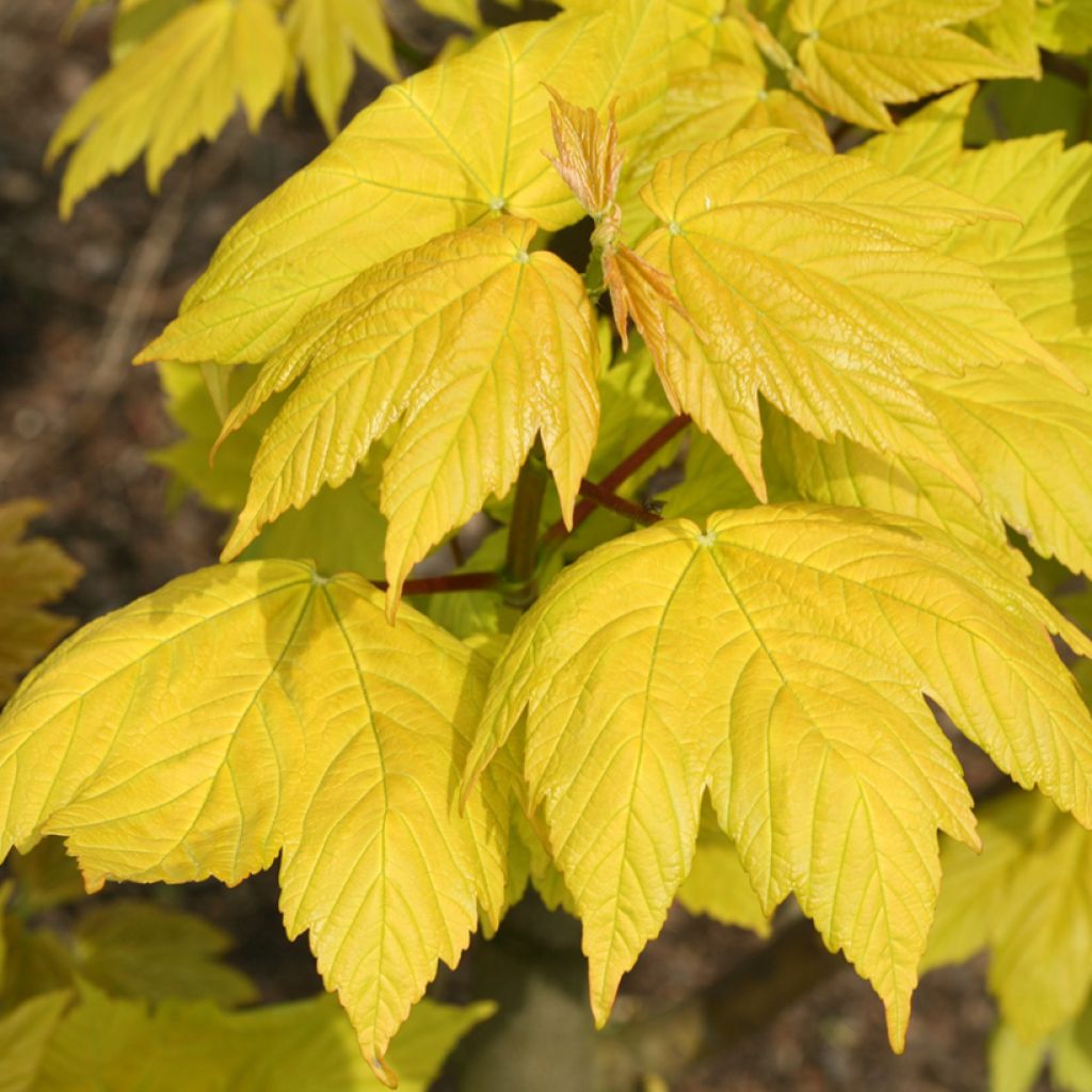 Erable sycomore - Acer pseudoplatanus Corstorphinense