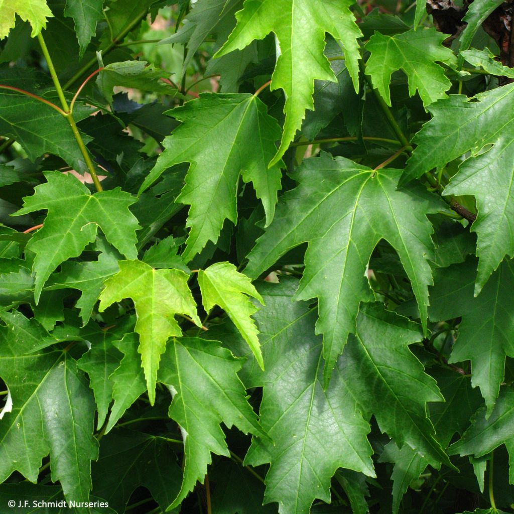 Acer rubrum Armstrong Gold - Erable rouge