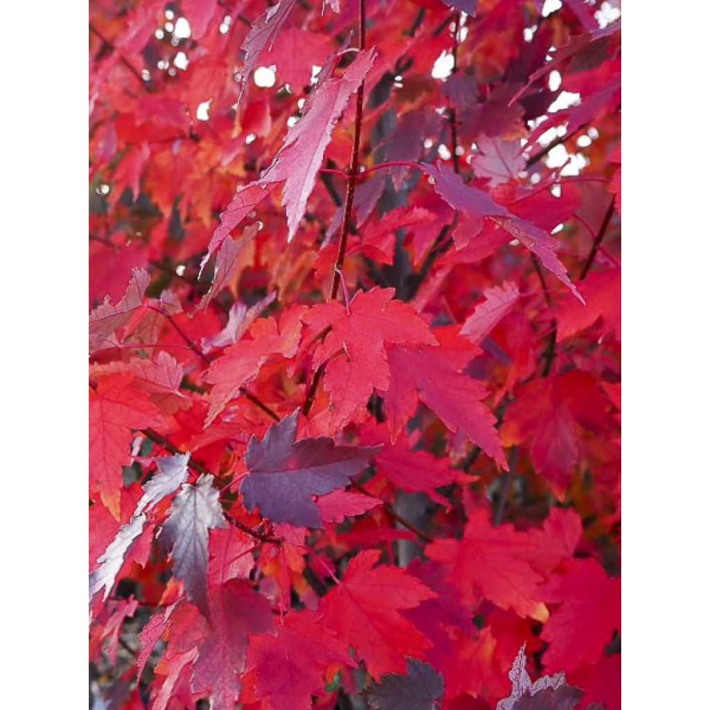 Acer rubrum Sun Valley - Érable rouge