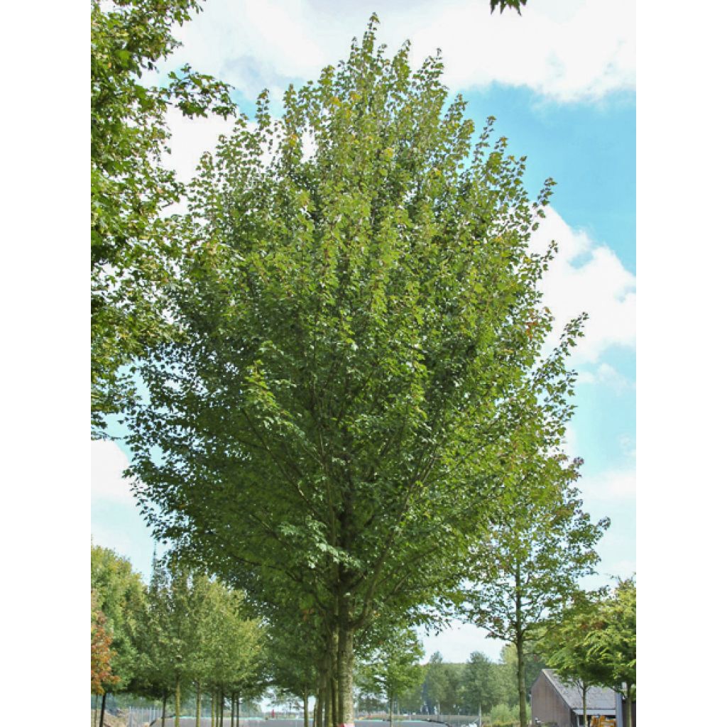 Acer rubrum Sun Valley - Érable rouge