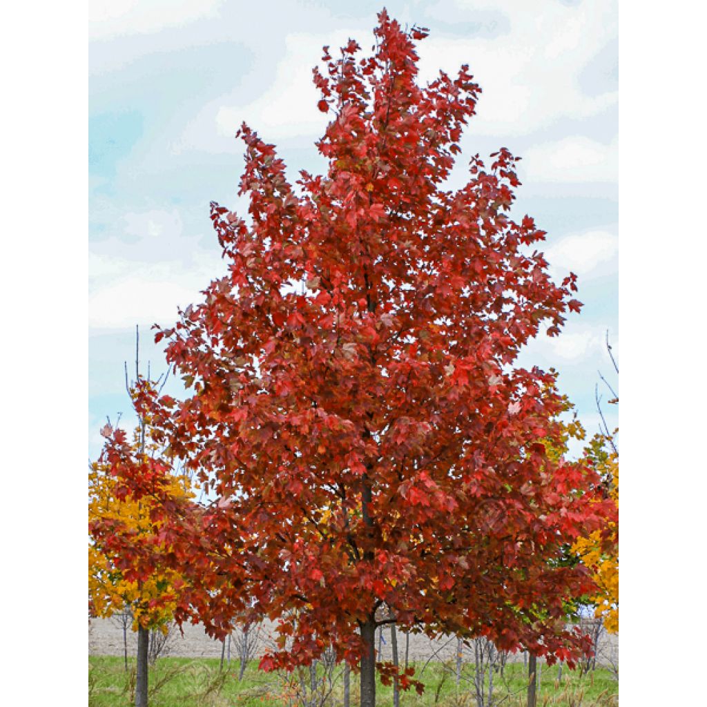 Acer rubrum Sun Valley - Érable rouge