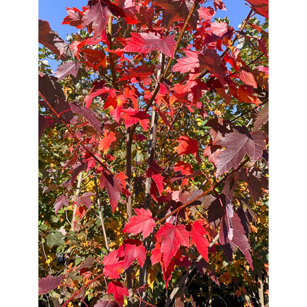 Acer rubrum Sun Valley - Érable rouge