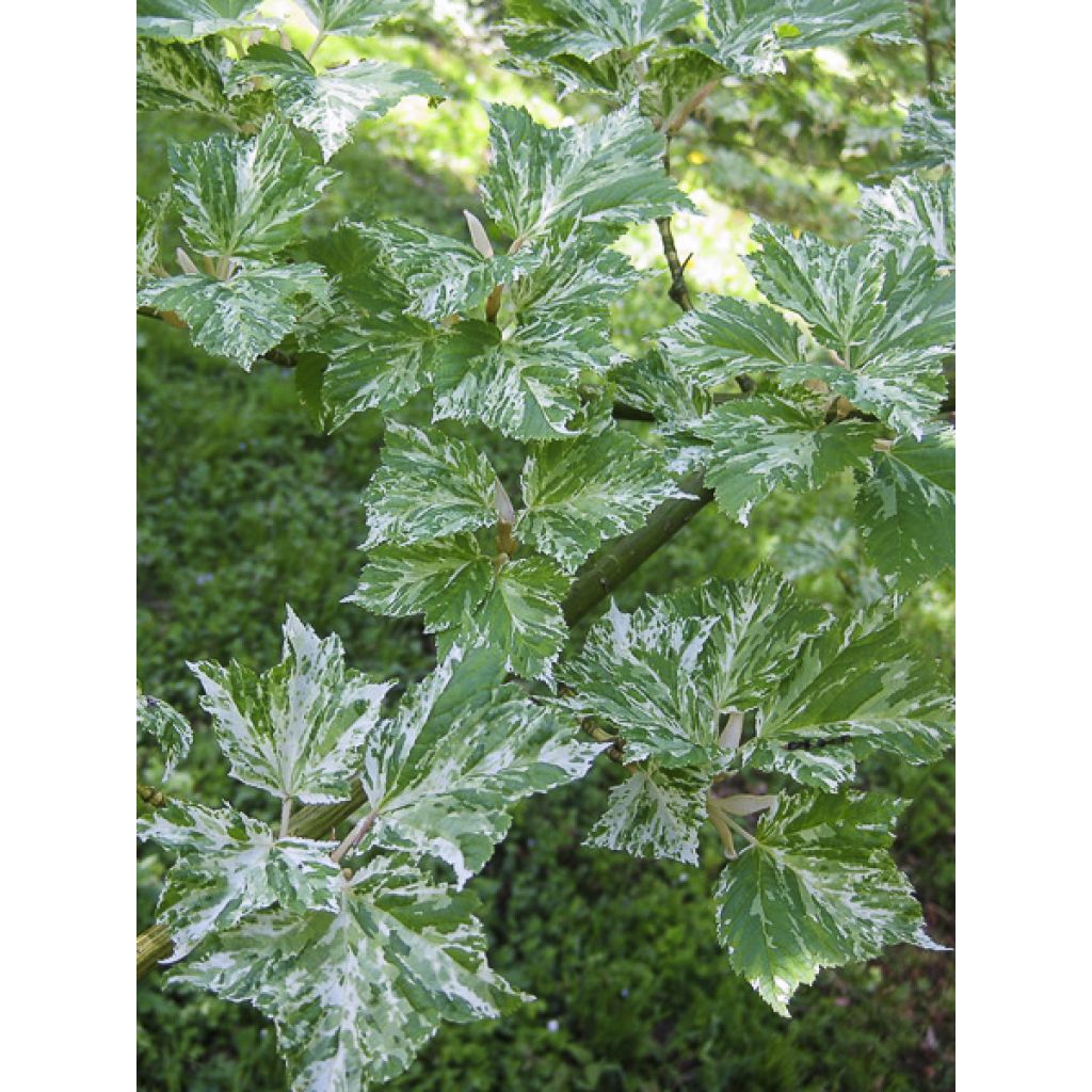 Acer rufinerve Albolibatum - Erable à peau de serpent