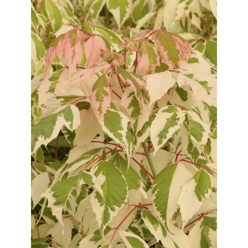 Acer negundo Flamingo - Érable à feuille de frêne