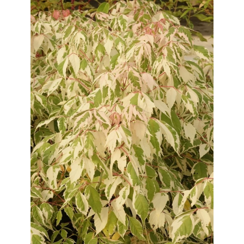 Acer negundo Flamingo - Érable à feuille de frêne