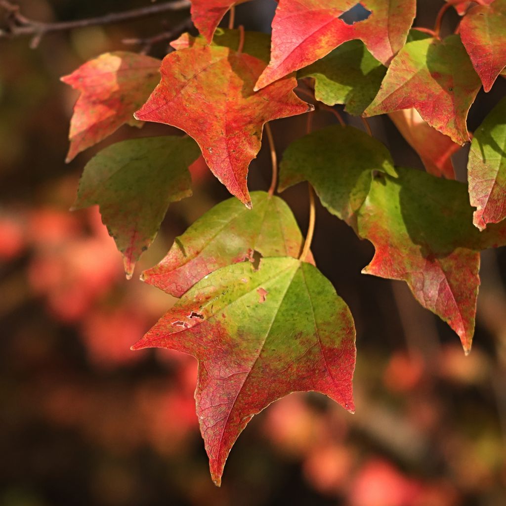 Graines d'Erable trident - Acer buergerianum