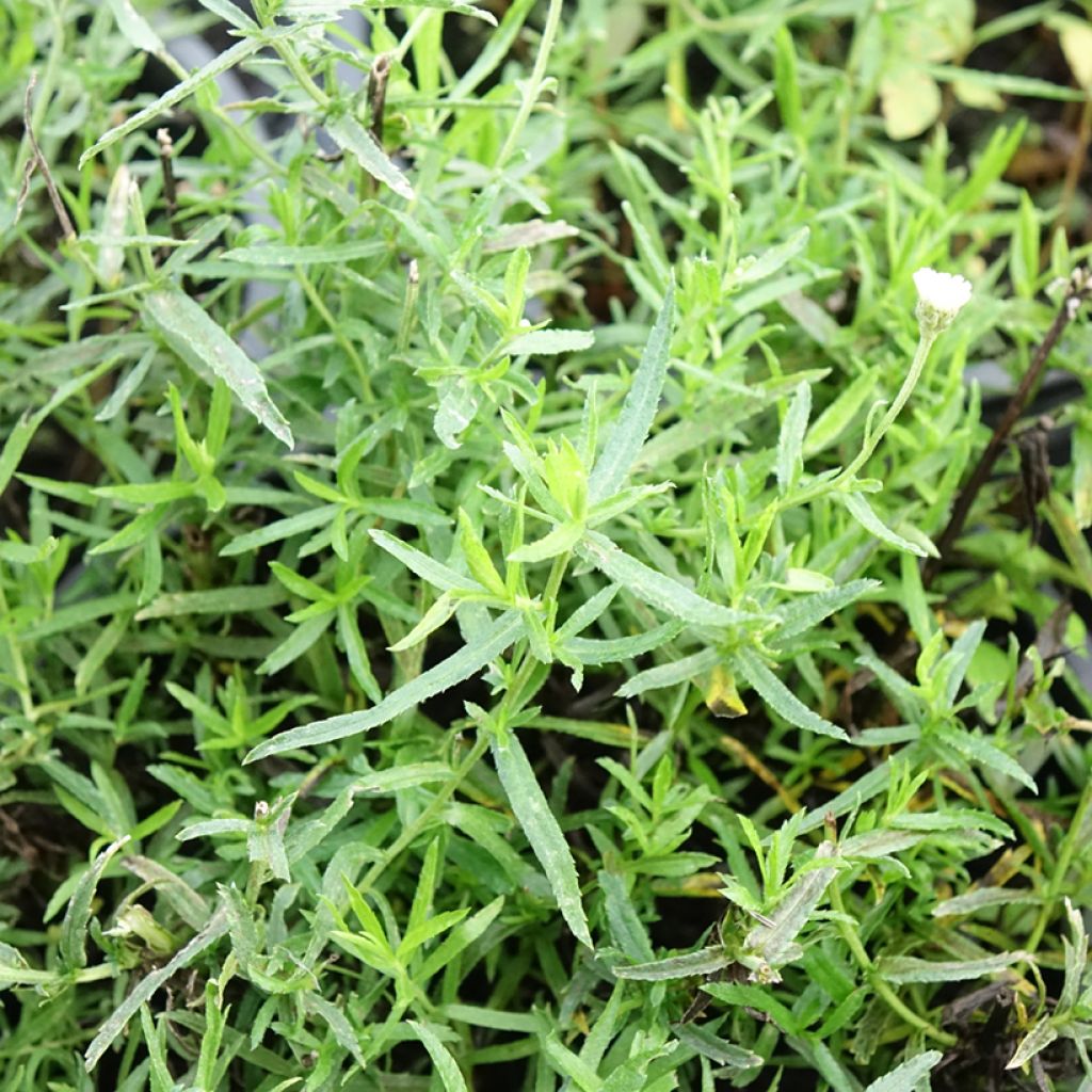 Achillea ptarmica Diadem - Bouton d'argent