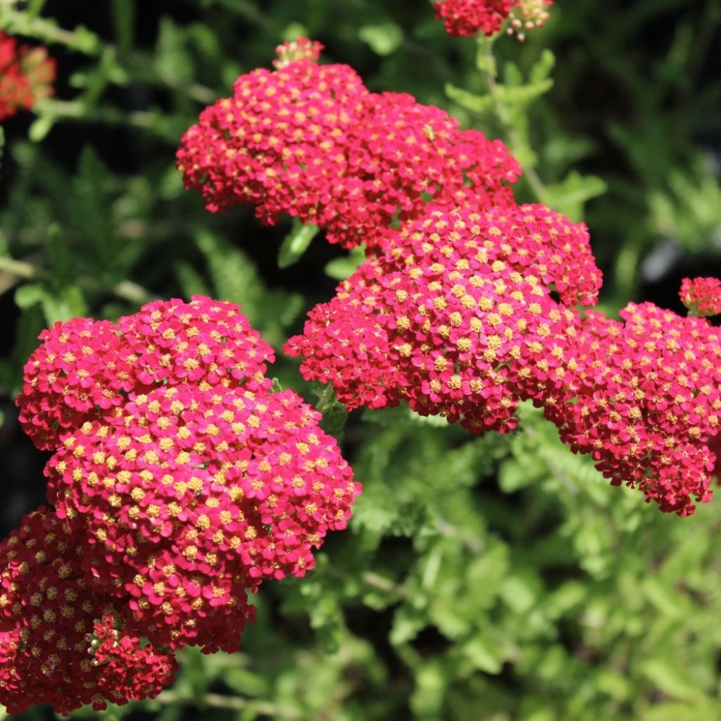 Achillée millefolium Paprika