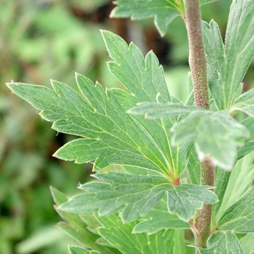 Aconit de Fischer - Aconitum fischeri