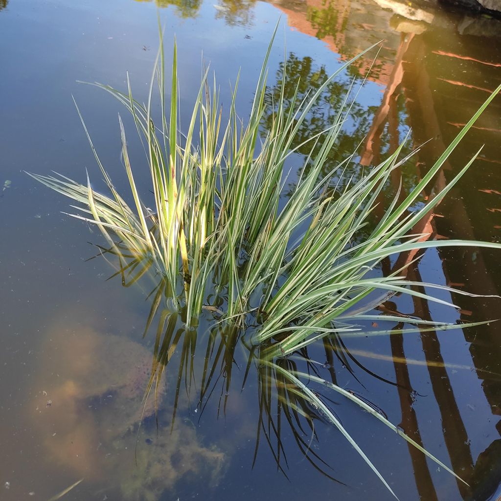 Acorus gramineus Variegata - Jonc japonais panaché