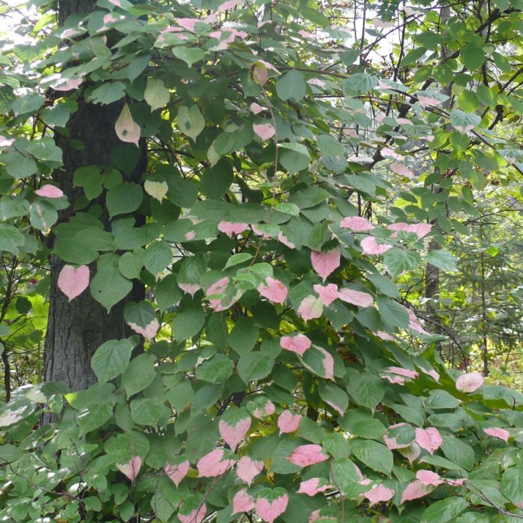 Actinidia kolomikta Adam - Kiwi d'ornement mâle