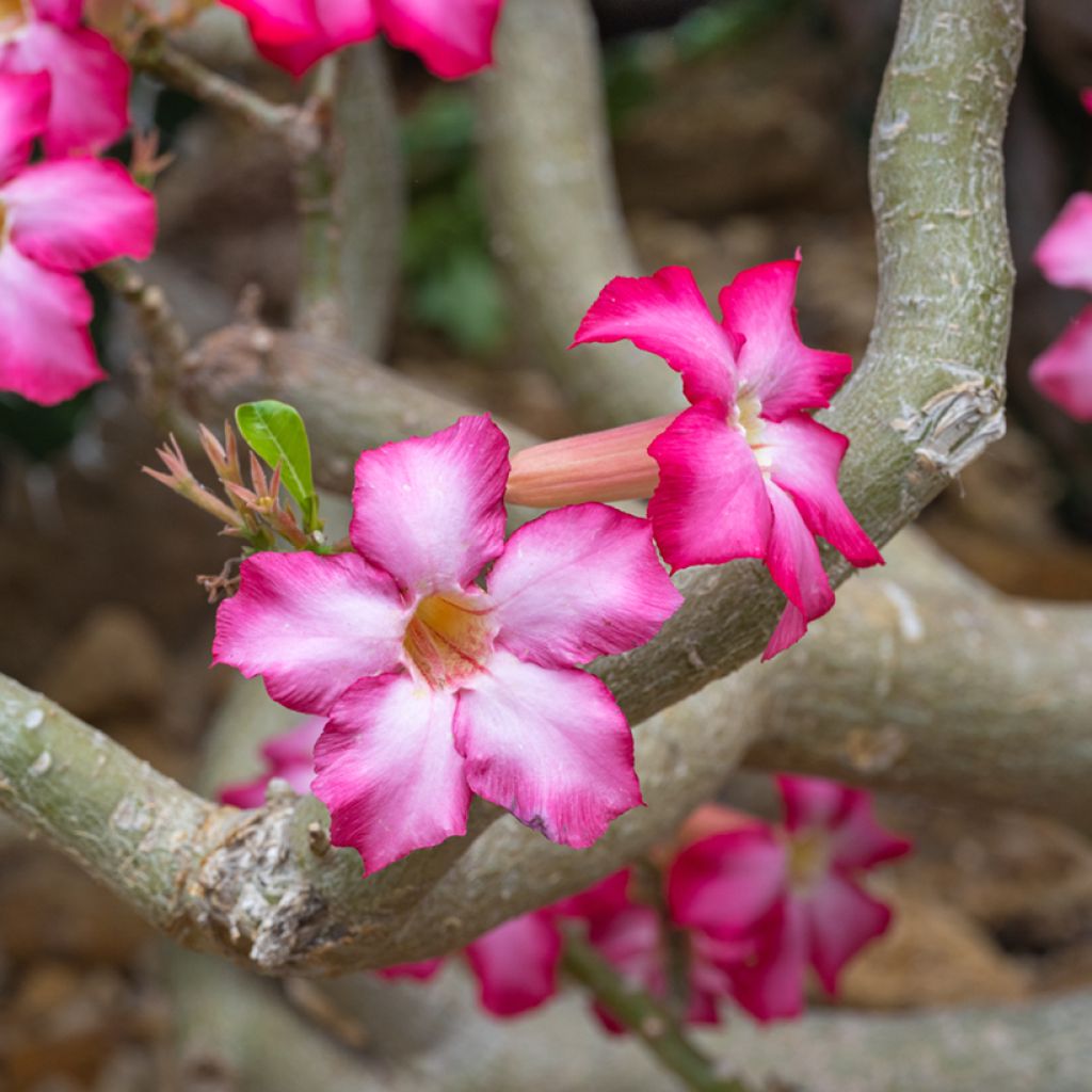 Adenium obesum - Rose du désert