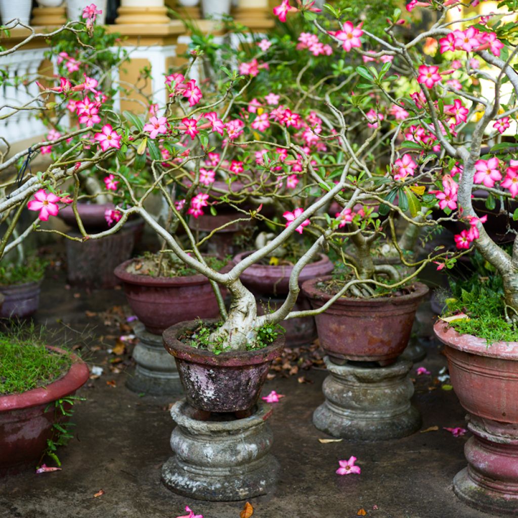 Adenium obesum - Rose du désert