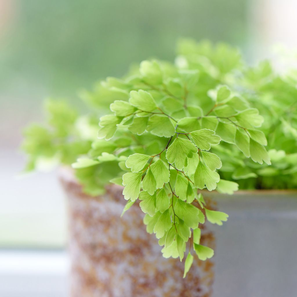Adiantum Fritz Lüthi - Capillaire