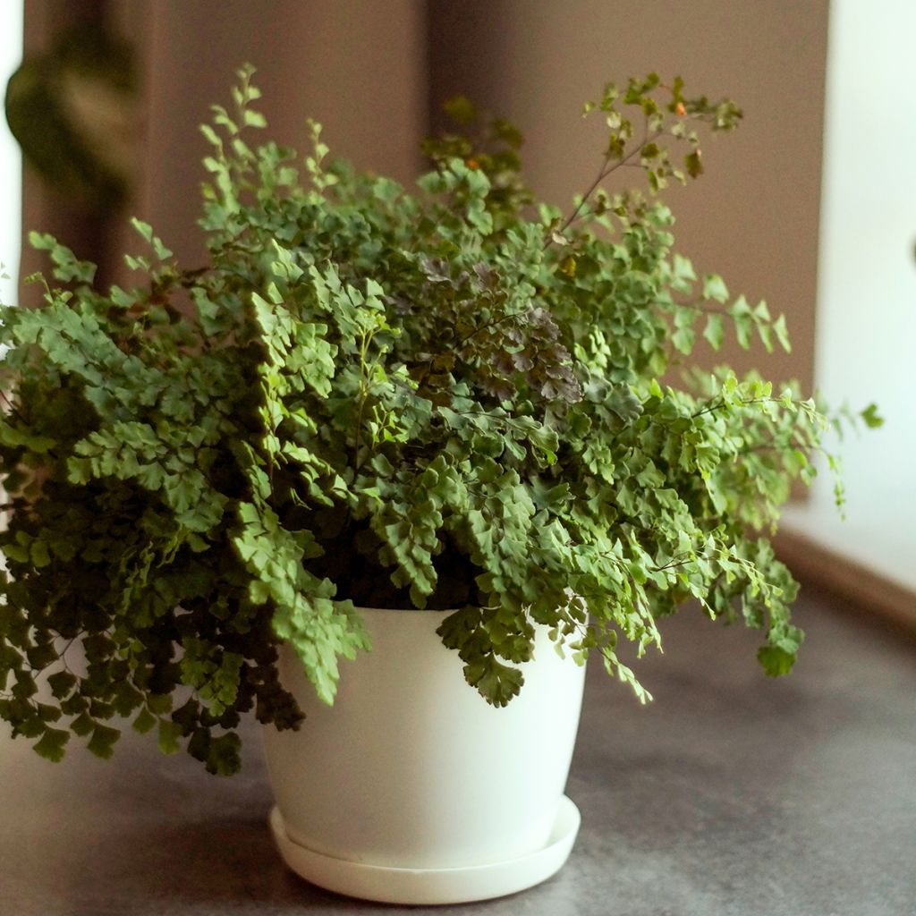 Adiantum Fritz Lüthi - Capillaire