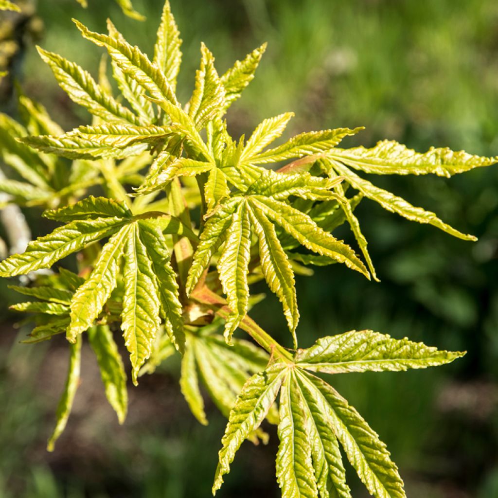 Aesculus Digitata - Marronnier commun hybride