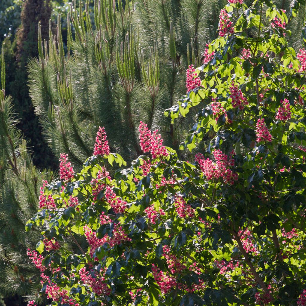 Aesculus carnea Briotii - Marronnier à fleurs rouges