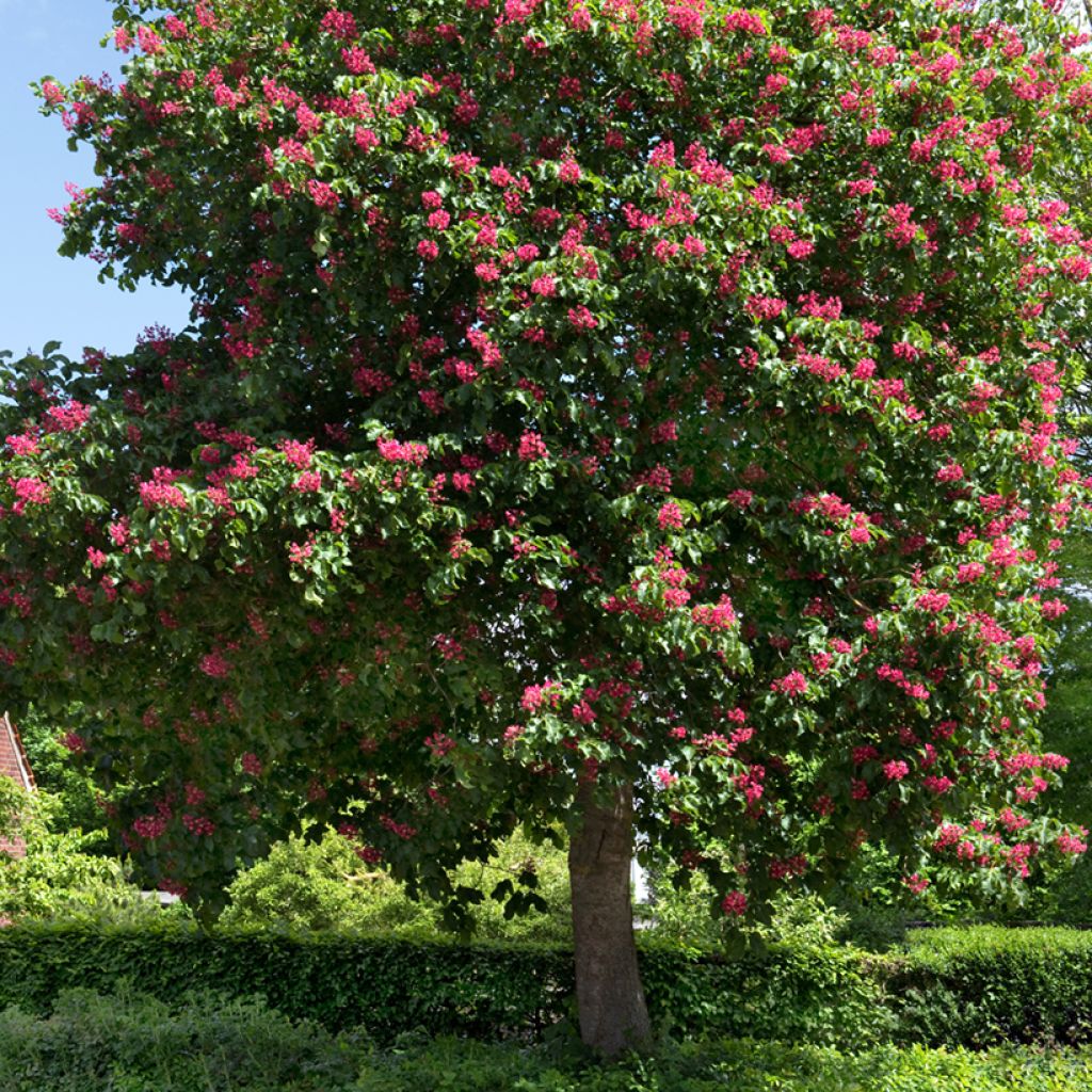 Aesculus carnea Briotii - Marronnier à fleurs rouges