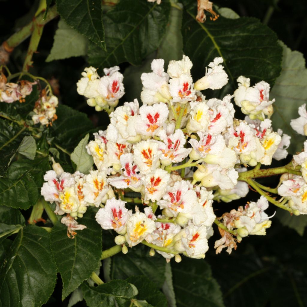 Aesculus x dallimorei - Marronnier chimère de Dallimore