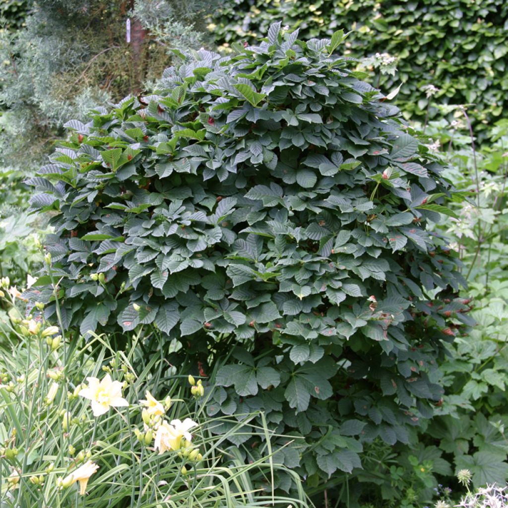 Aesculus hippocastanum Monstrosa - Marronnier commun