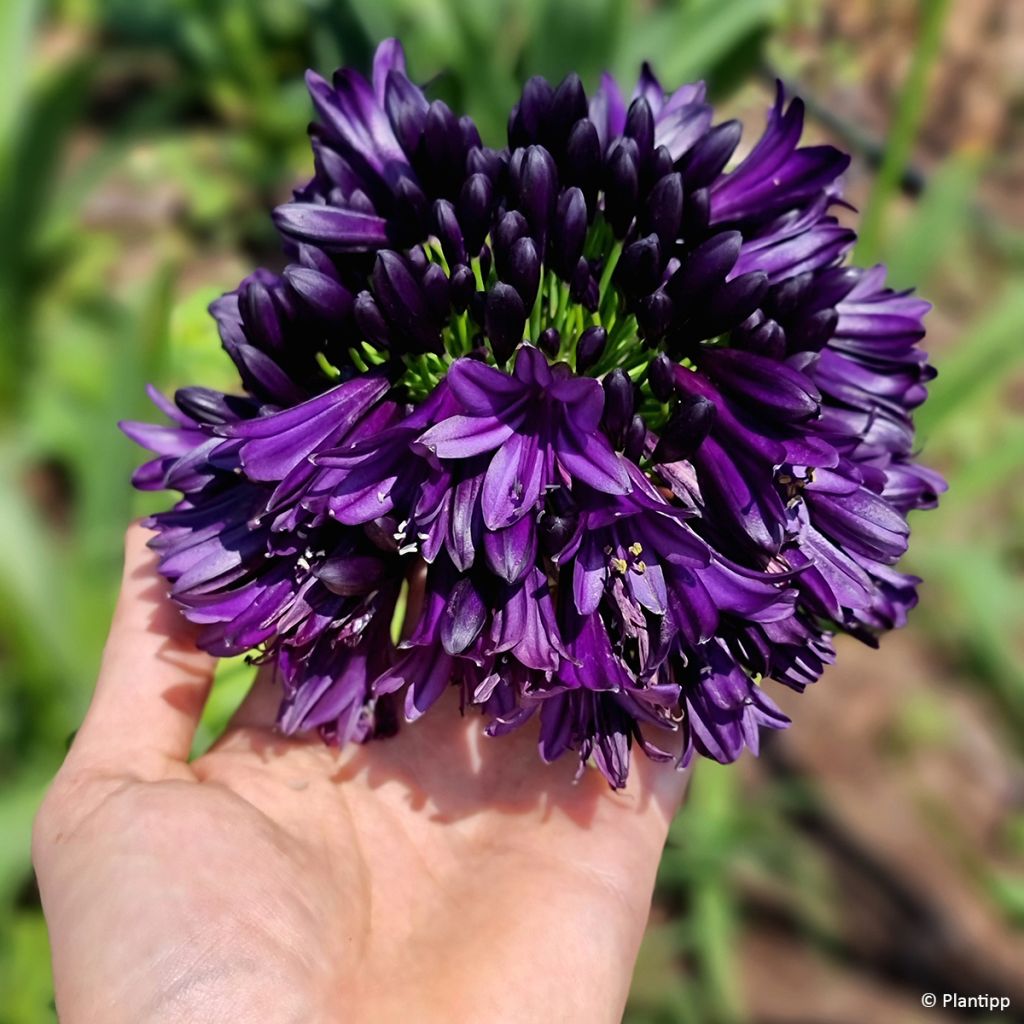 Agapanthe Black Jack