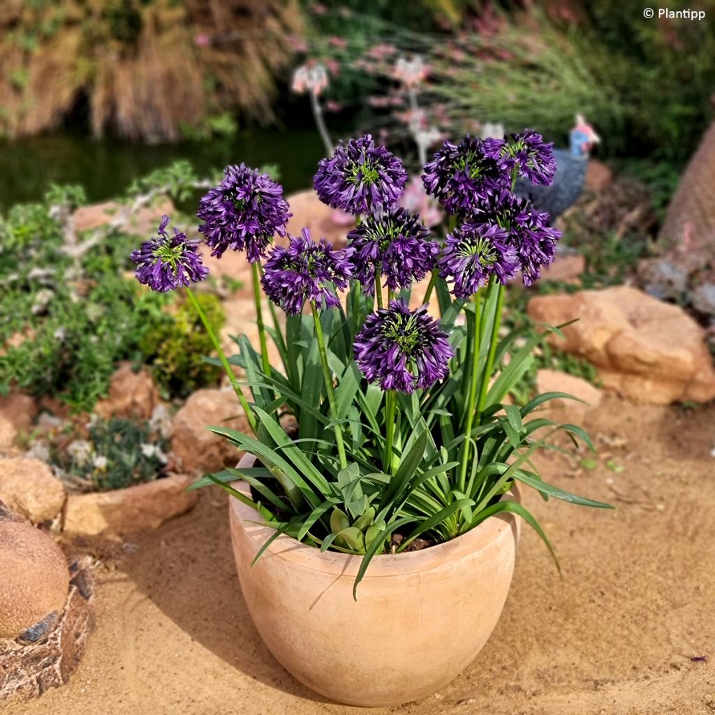 Agapanthe Black Jack