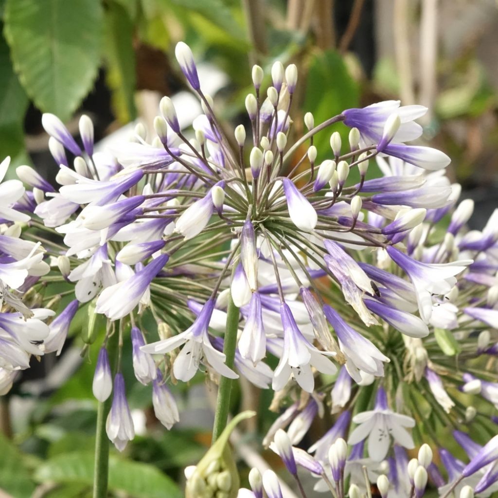 Agapanthe Twister