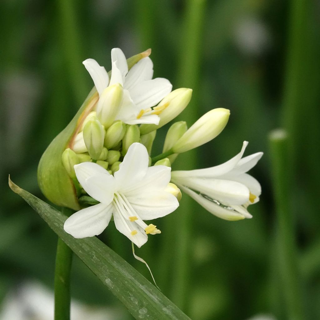 Agapanthe hybride Ever White