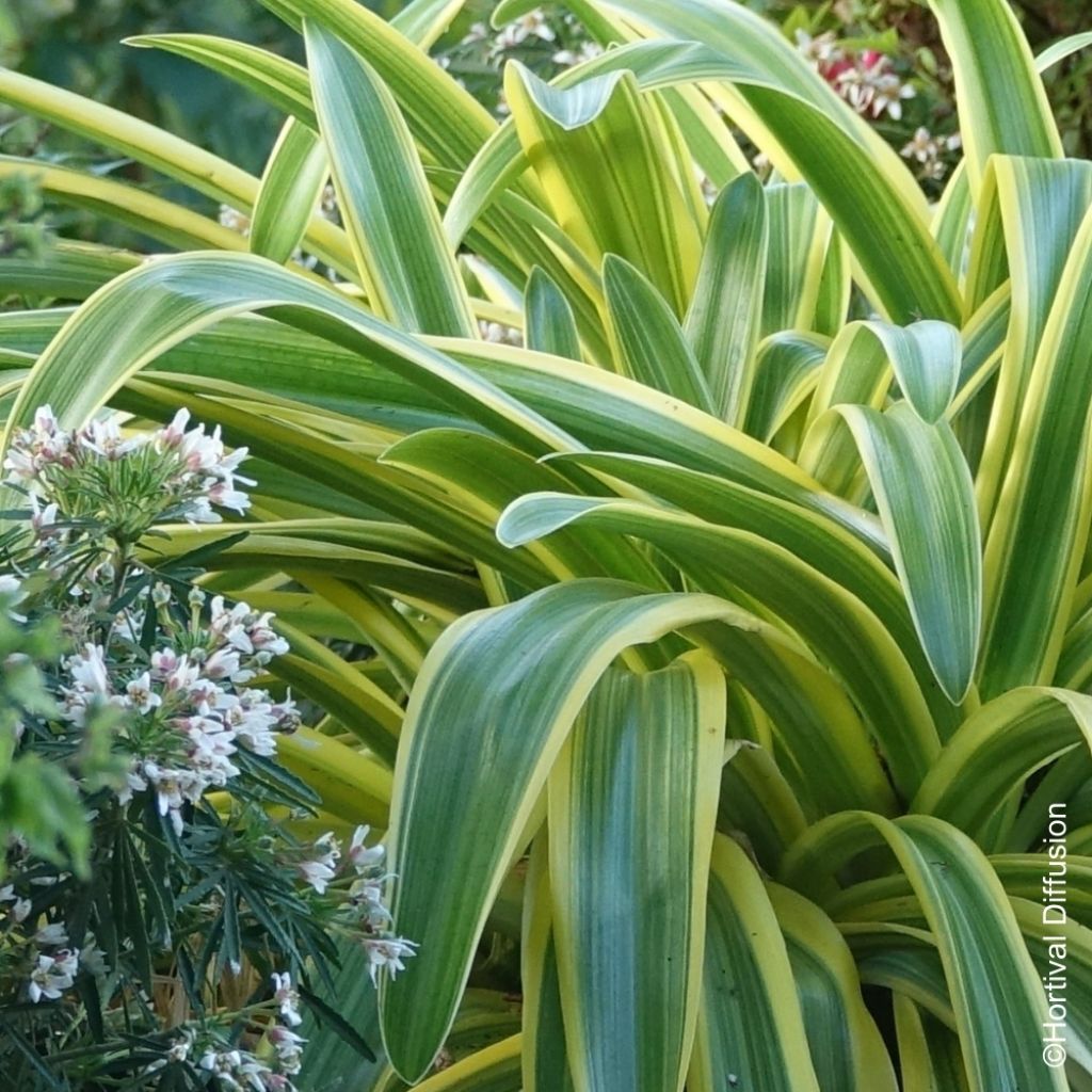 Agapanthe praecox Zambezi