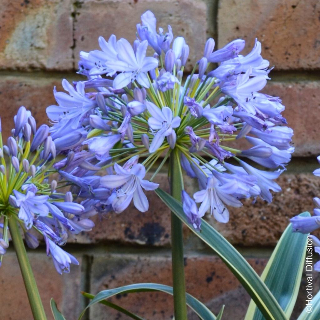 Agapanthe praecox Zambezi