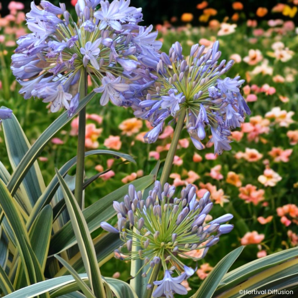 Agapanthe praecox Zambezi