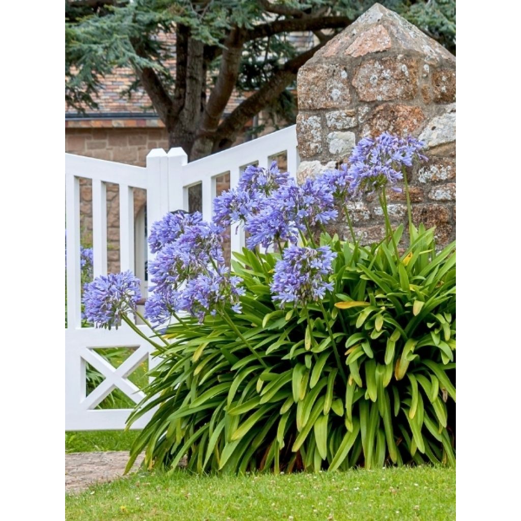 Agapanthe Blue Giant