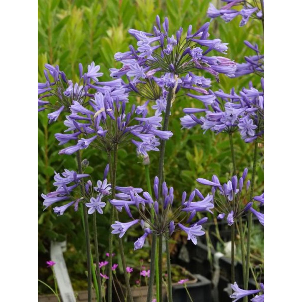 Agapanthe Blue Triumphator