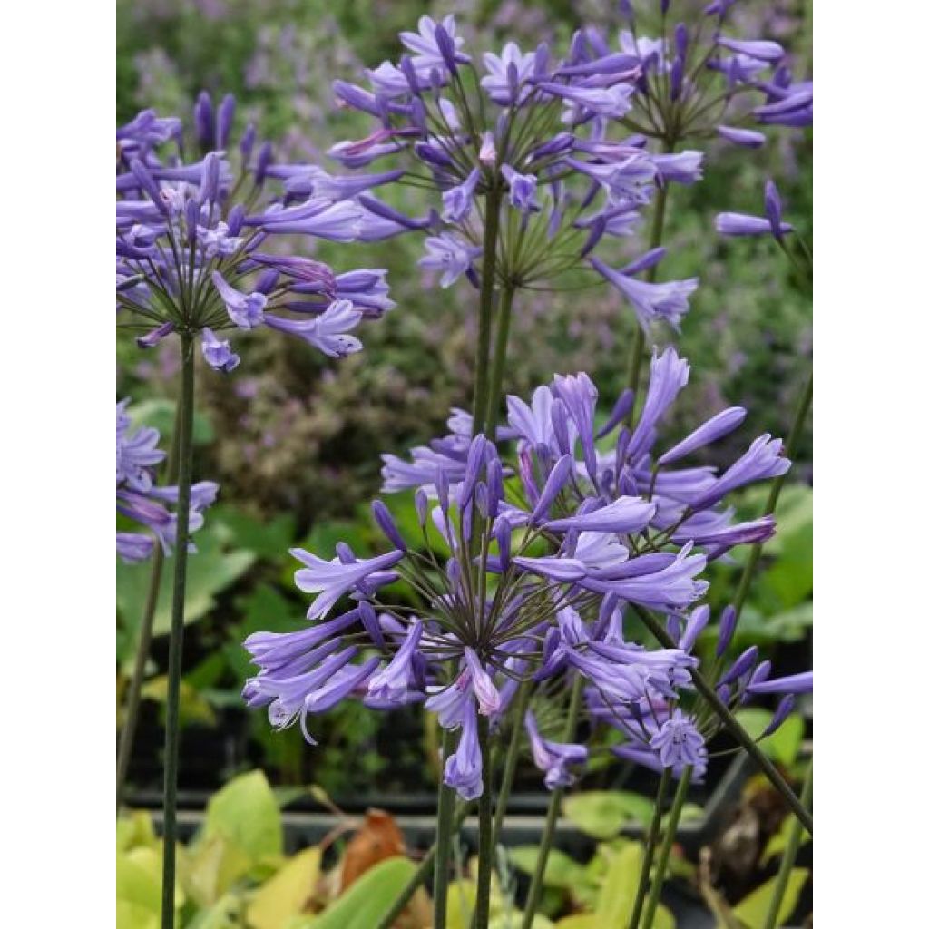 Agapanthe Blue Triumphator