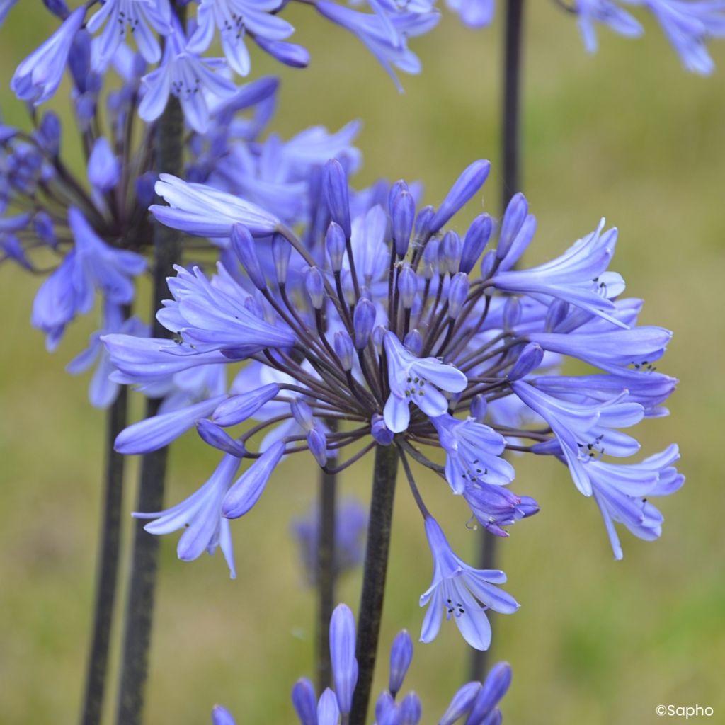 Agapanthe Graphite Blue