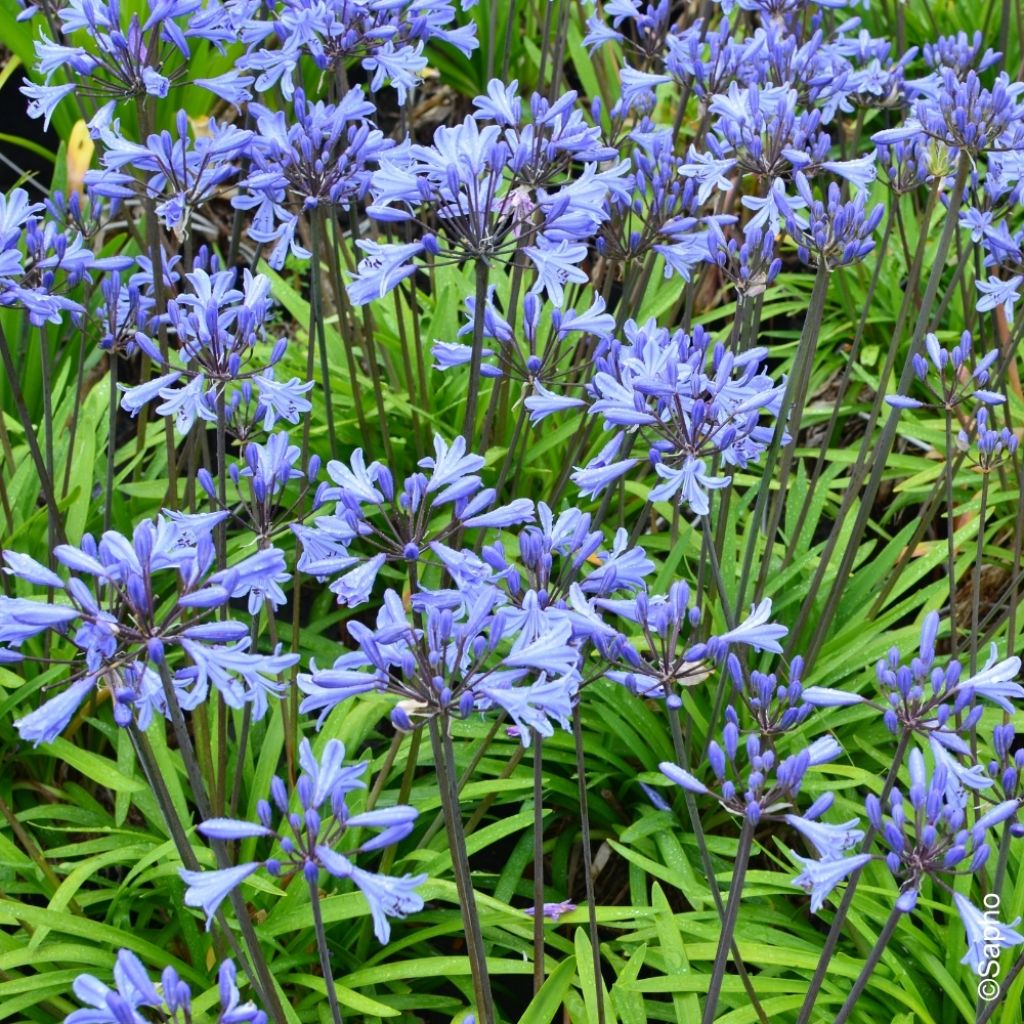 Agapanthe Graphite Blue