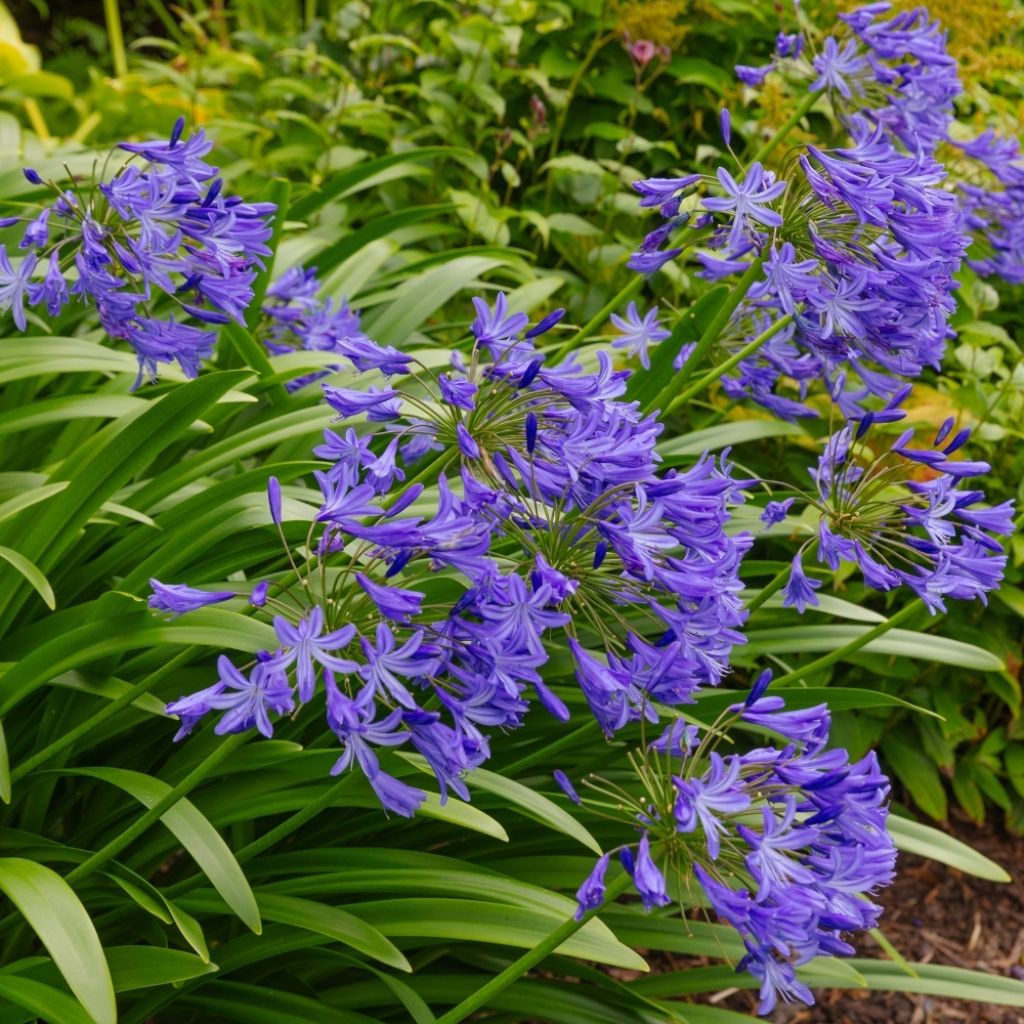 Agapanthe Northern Star