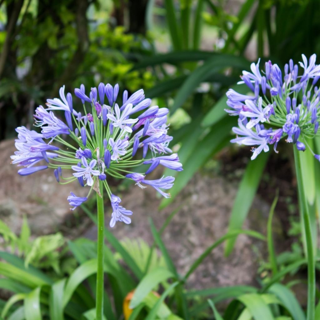 Agapanthe Pitchoune Blue
