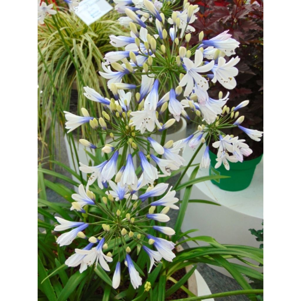 Agapanthe Twister