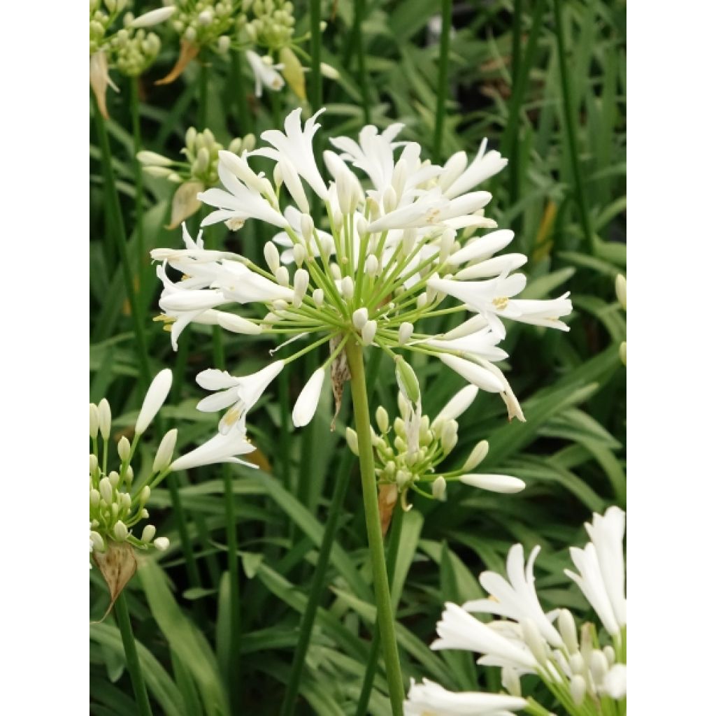Agapanthe Pitchoune White