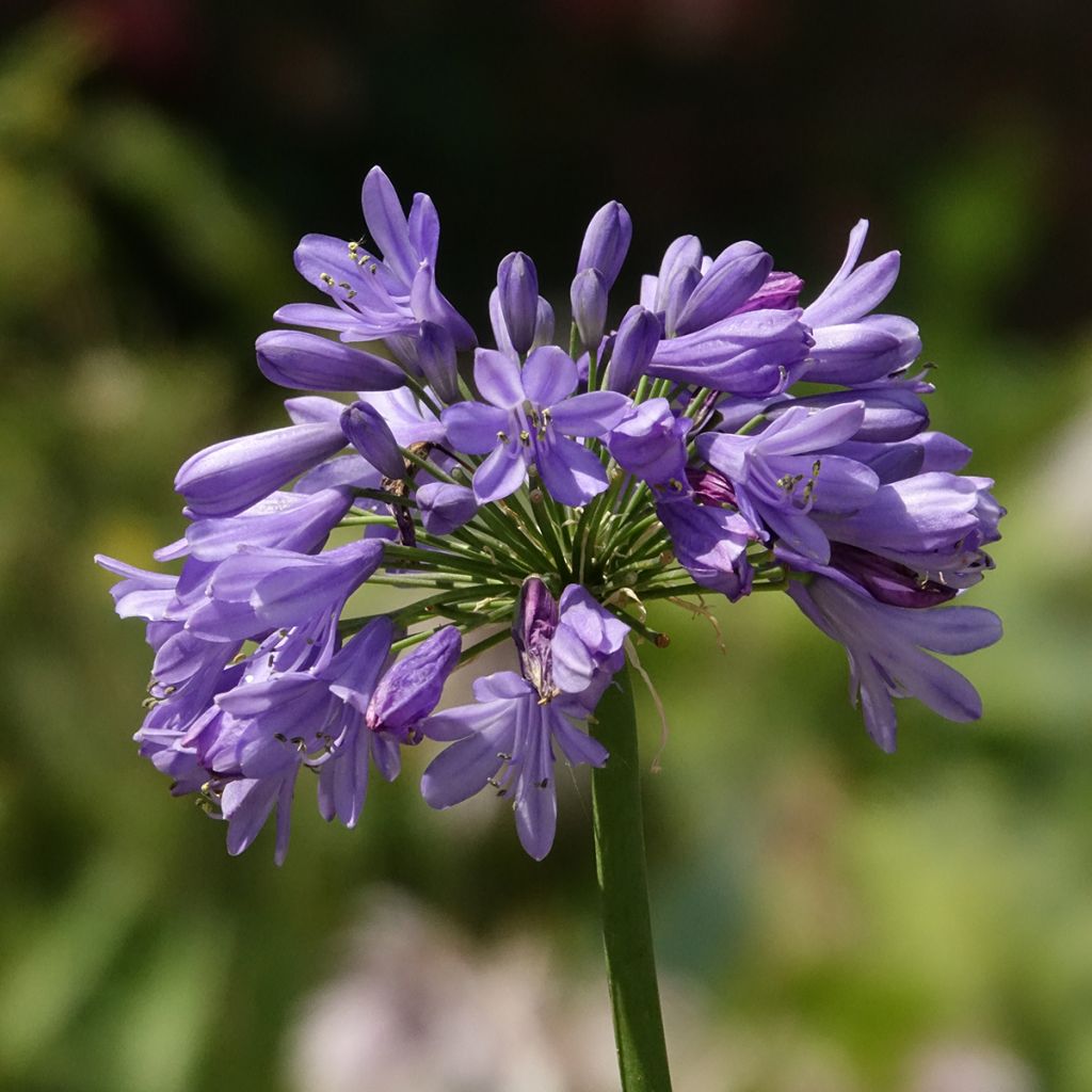 Agapanthe hybride Three Sisters