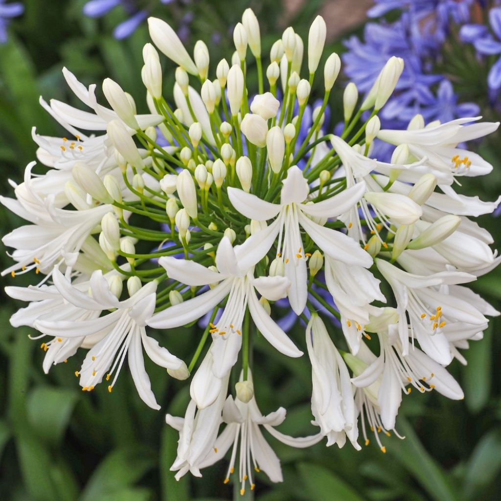 Agapanthe africanus (umbellatus) Albus