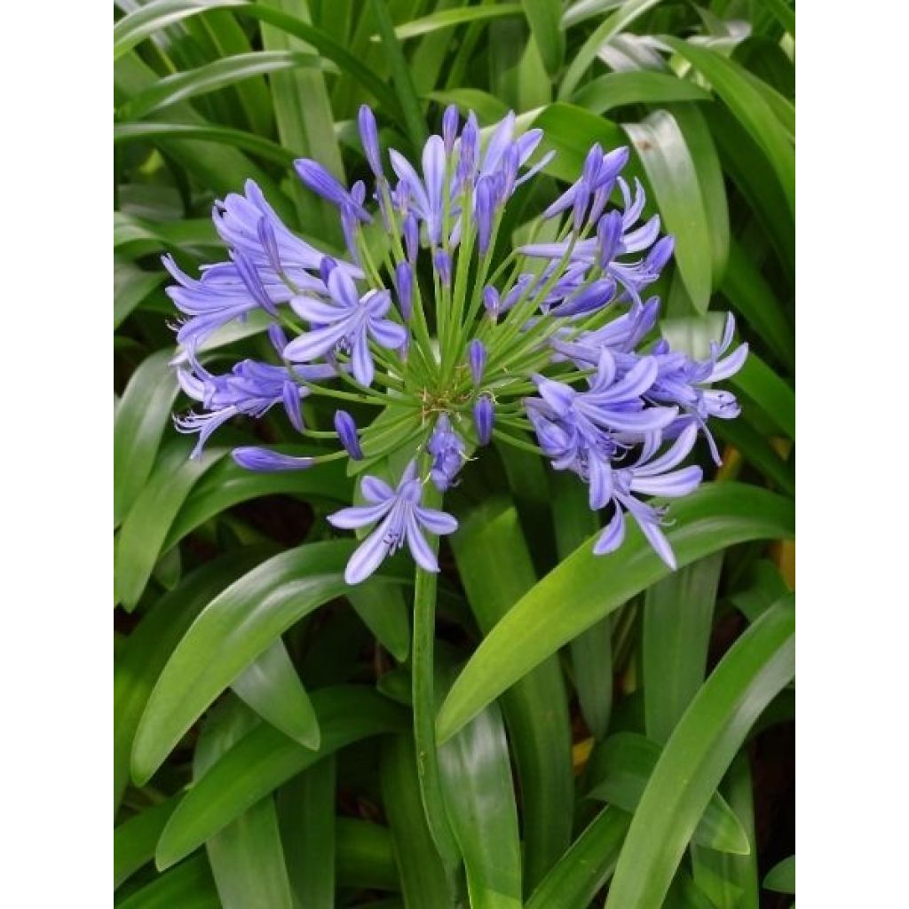 Agapanthe umbellatus (africanus)