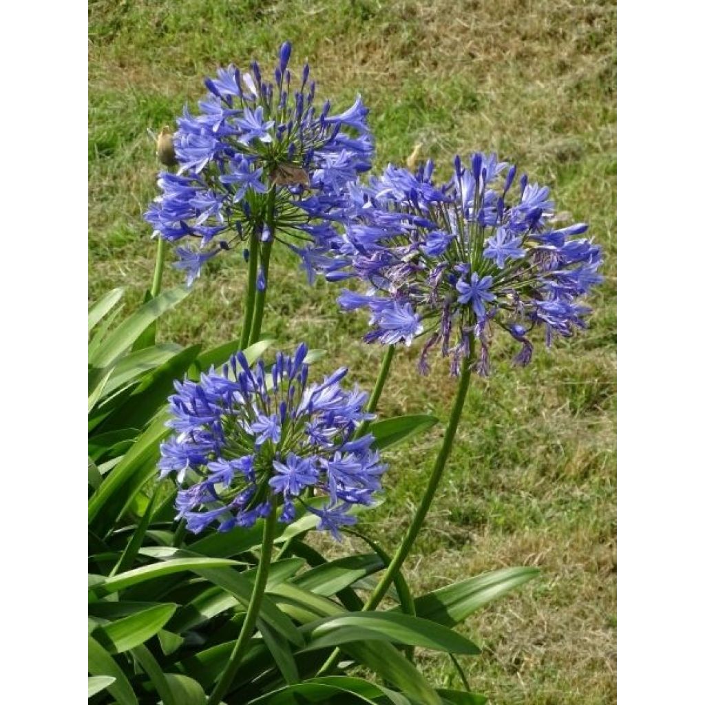 Agapanthe umbellatus (africanus)