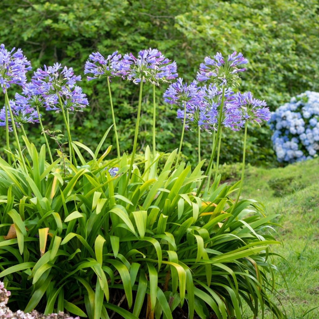 Agapanthe umbellatus (africanus)