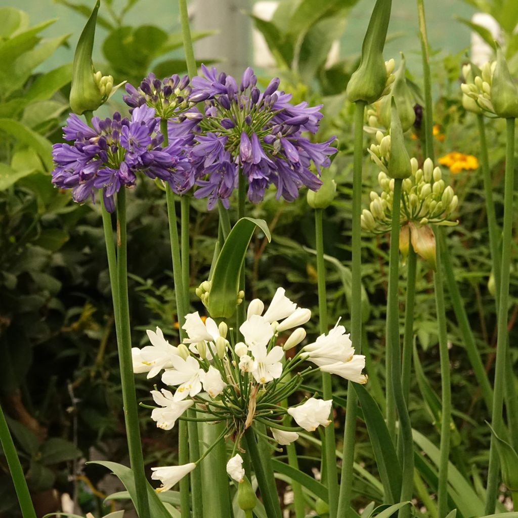 Agapanthe hybride Three Sisters