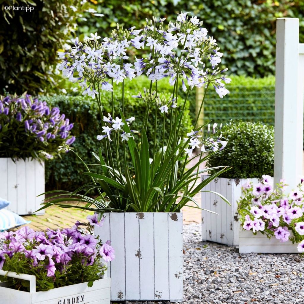 Agapanthe Twister