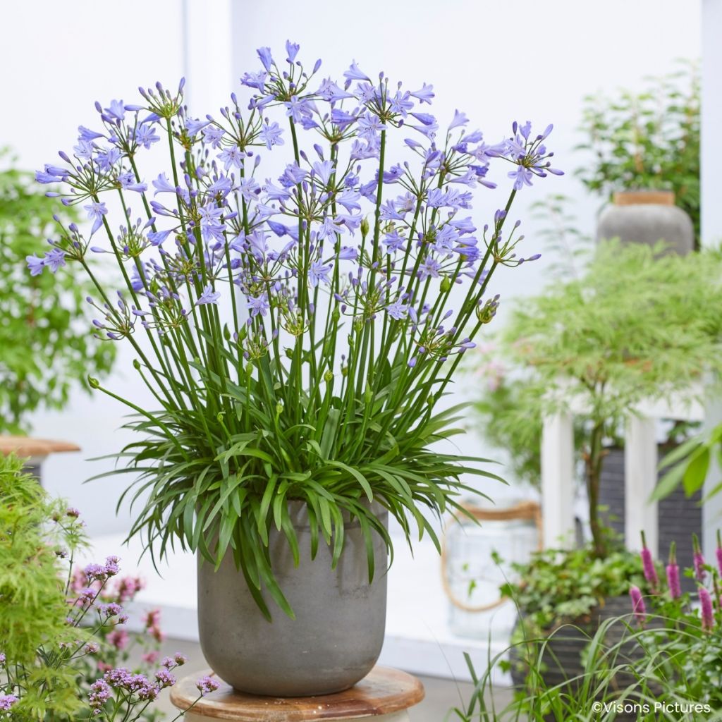 Agapanthe Blue Baby