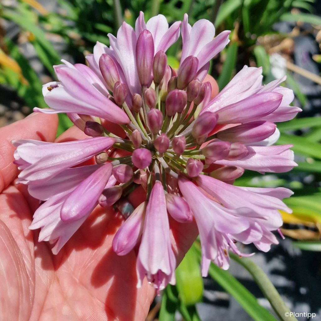 Agapanthe hybride Poppin' Pink