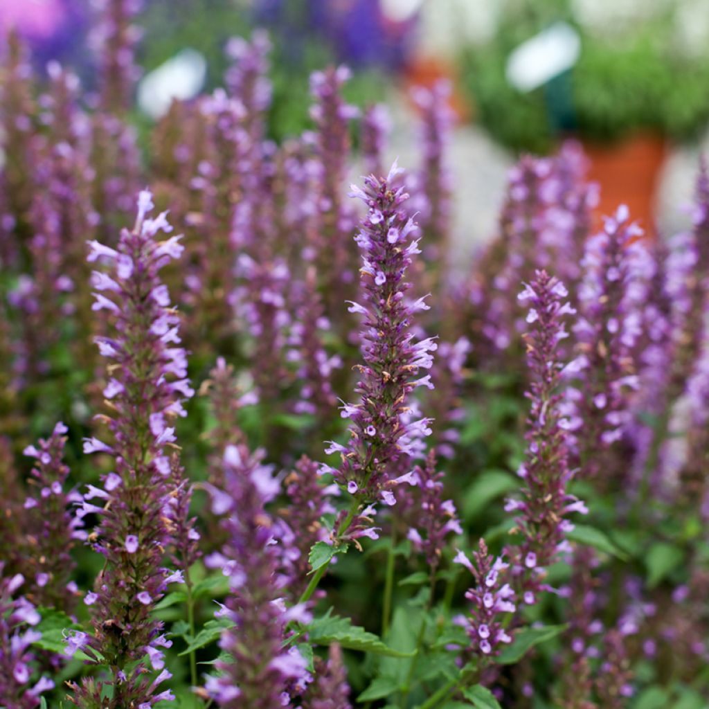 Agastache foeniculum Celestia - Hysope anisée